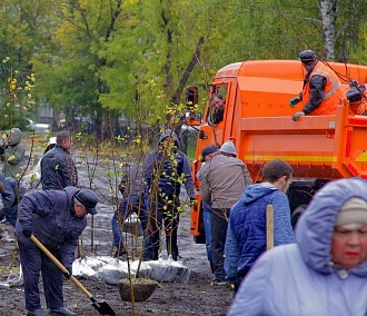 Волонтёры, блогеры и сотрудники авиакомпании высадили сосны под Новосибирском