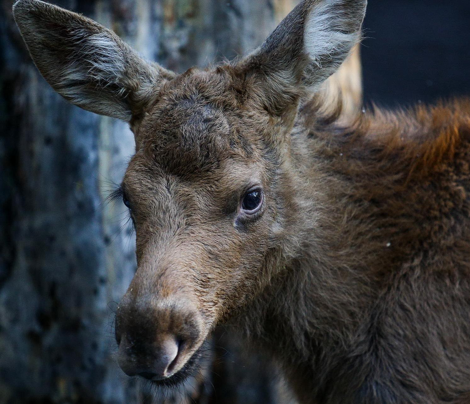 Будьте осторожнее: новосибирских водителей предупредили о миграции лосей