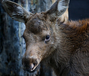 Будьте осторожнее: новосибирских водителей предупредили о миграции лосей