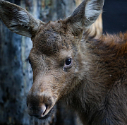 Будьте осторожнее: новосибирских водителей предупредили о миграции лосей