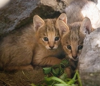 «Какая прелесть»: новосибирцев умилили ушастые котята в зоопарке