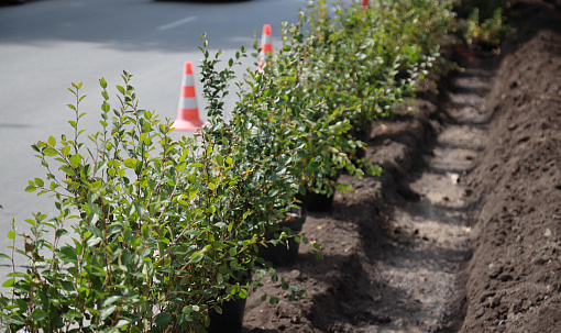 Больше 30 тысяч деревьев и кустарников высадили в Новосибирске