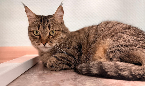 Пуша и Роберт: необычные истории пушистых постояльцев фонда «Виавет»