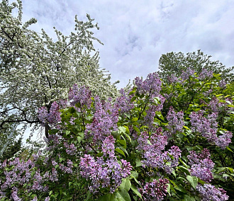 Опьяняет и радует глаз: в парках Новосибирска роскошно цветёт сирень