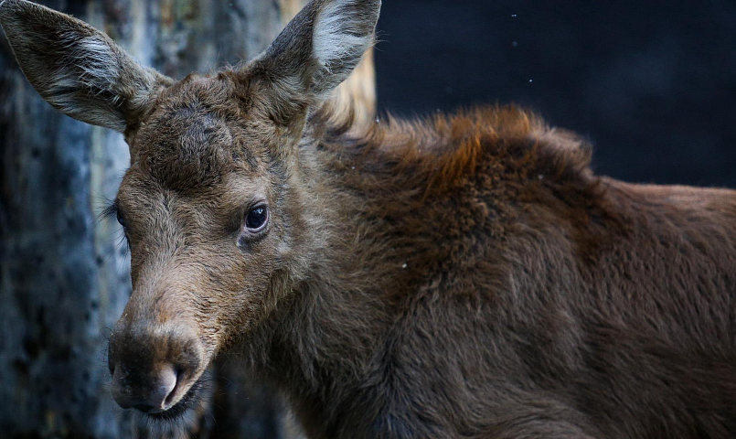 Будьте осторожнее: новосибирских водителей предупредили о миграции лосей