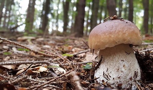 Греби грибы: что нужно знать грибнику