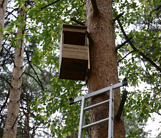 Домики для сов обустраивают в городских лесах новосибирские нестбоксеры