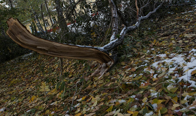 Штормовой ветер повалил деревья в Новосибирске: есть пострадавшие