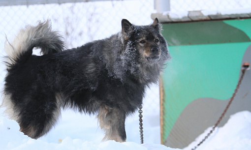 Стая одичавших собак держит в страхе жителей Шлюза в Новосибирске