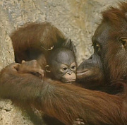 Новосибирцы выбрали имя для малышки орангутанов из зоопарка