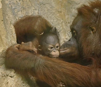 Новосибирцы выбрали имя для малышки орангутанов из зоопарка