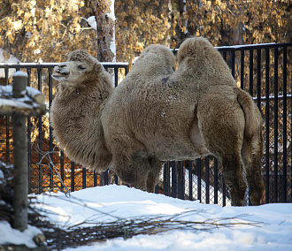 Новосибирский зоопарк открыл бесплатный вход пенсионерам с 28 марта