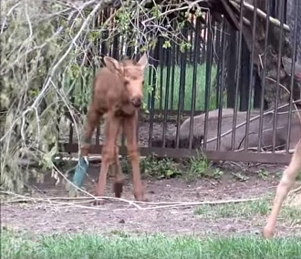 Новорождённый лосёнок повредил ногу в Новосибирском зоопарке