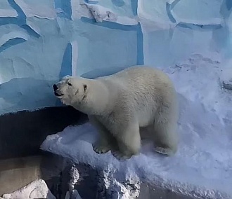 Белому медведю Каю налили воду в бассейн и угостили тортом из морковки