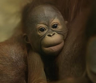 Имя для детёныша орангутанов Бату и Мишель выберут новосибирцы