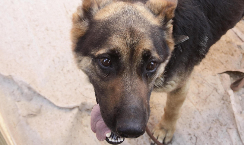 Покусанная бродячей собакой девочка получит компенсацию под Новосибирском