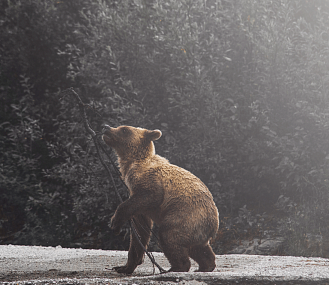 Детёныша разодравшей барана медведицы «спасают» в Новосибирской области