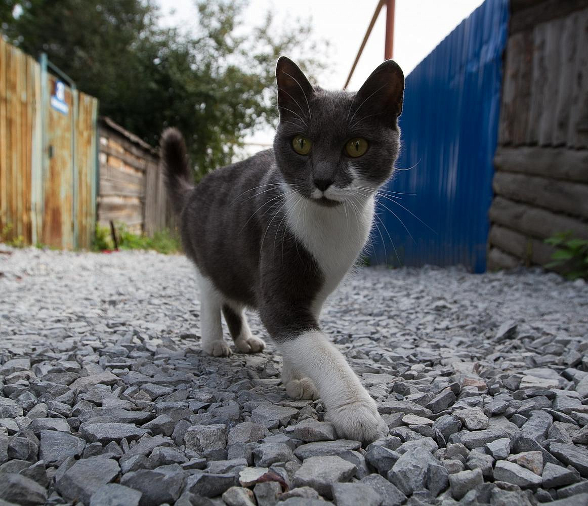 Первый в Сибири центр исследований на кошках и собаках создадут в НГУ