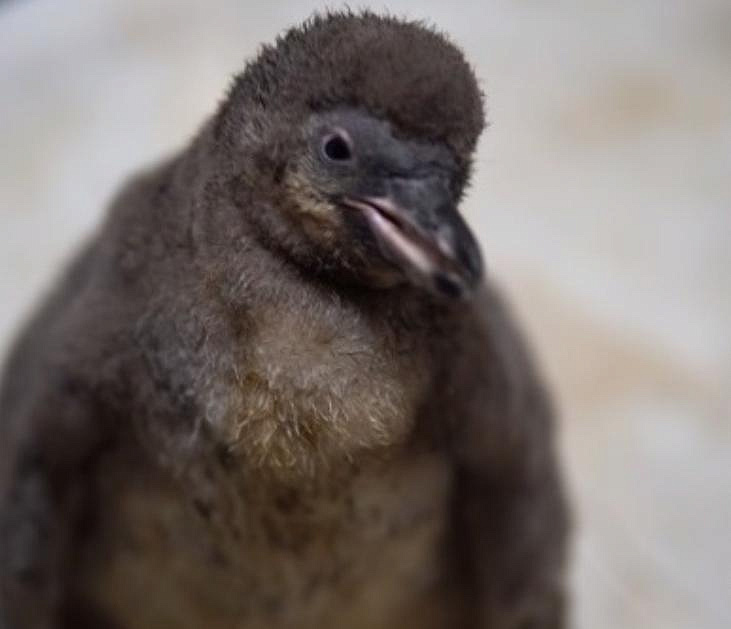Выкормленный искусственно пингвинёнок привыкает к сородичам в зоопарке