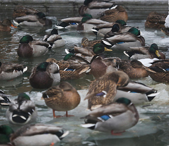 Новосибирский зоопарк зовёт понаблюдать за пуночкой и чечевицей
