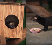Видео с детёнышами редких пальмовых циветт выложил Новосибирский зоопарк