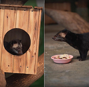 Видео с детёнышами редких пальмовых циветт выложил Новосибирский зоопарк