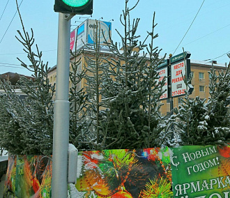Первые ёлочные базары в Новосибирске: сколько стоит дерево