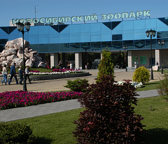 Японских макак поселят в новом павильоне Новосибирского зоопарка
