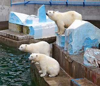 Как белая медведица в Новосибирском зоопарке наказывает медвежонка Норди