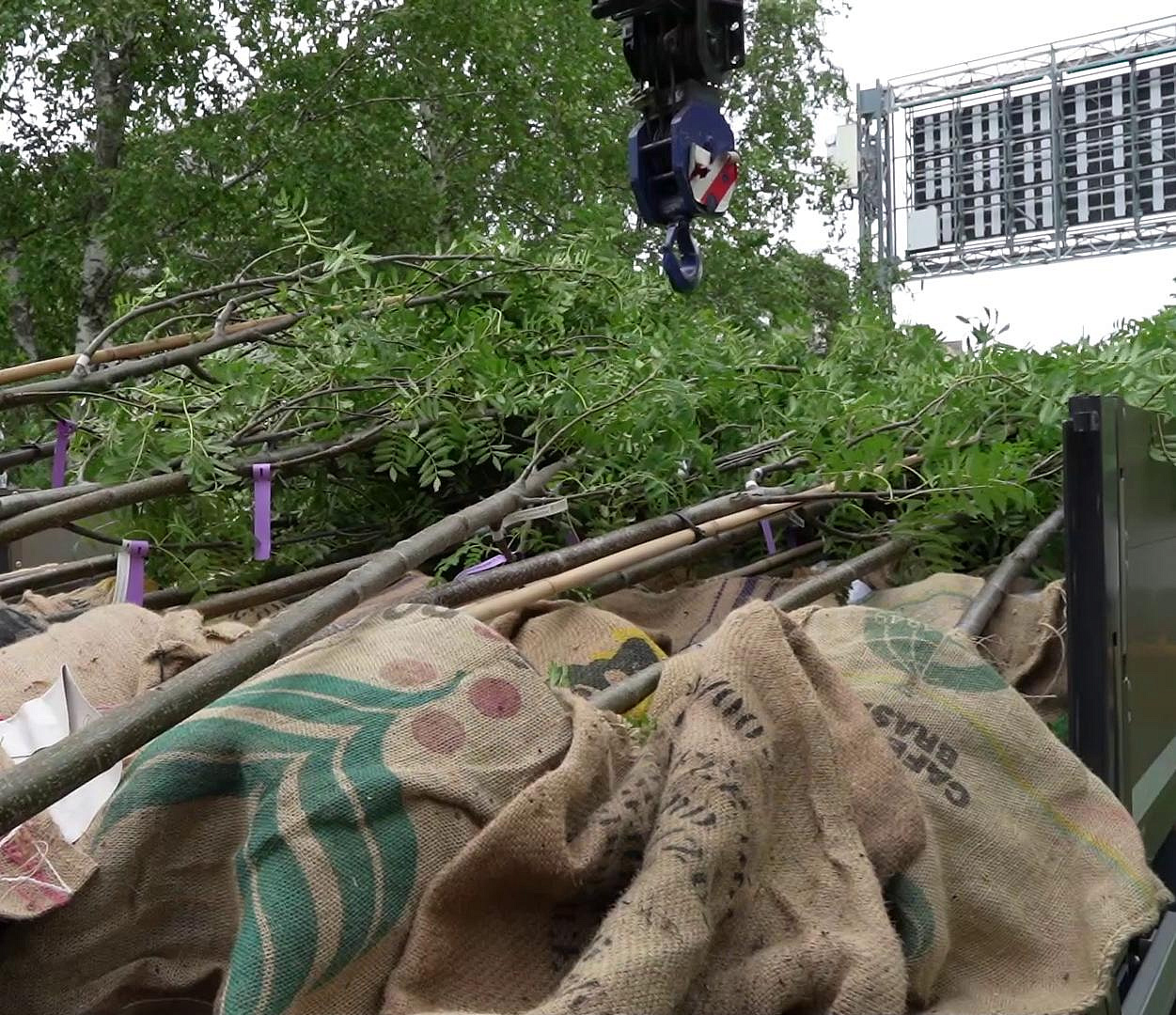 Мэр Кудрявцев: на бульваре Красного проспекта начали высадку рябин