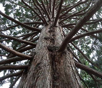324-летняя сосна из Новосибирской области может стать деревом России