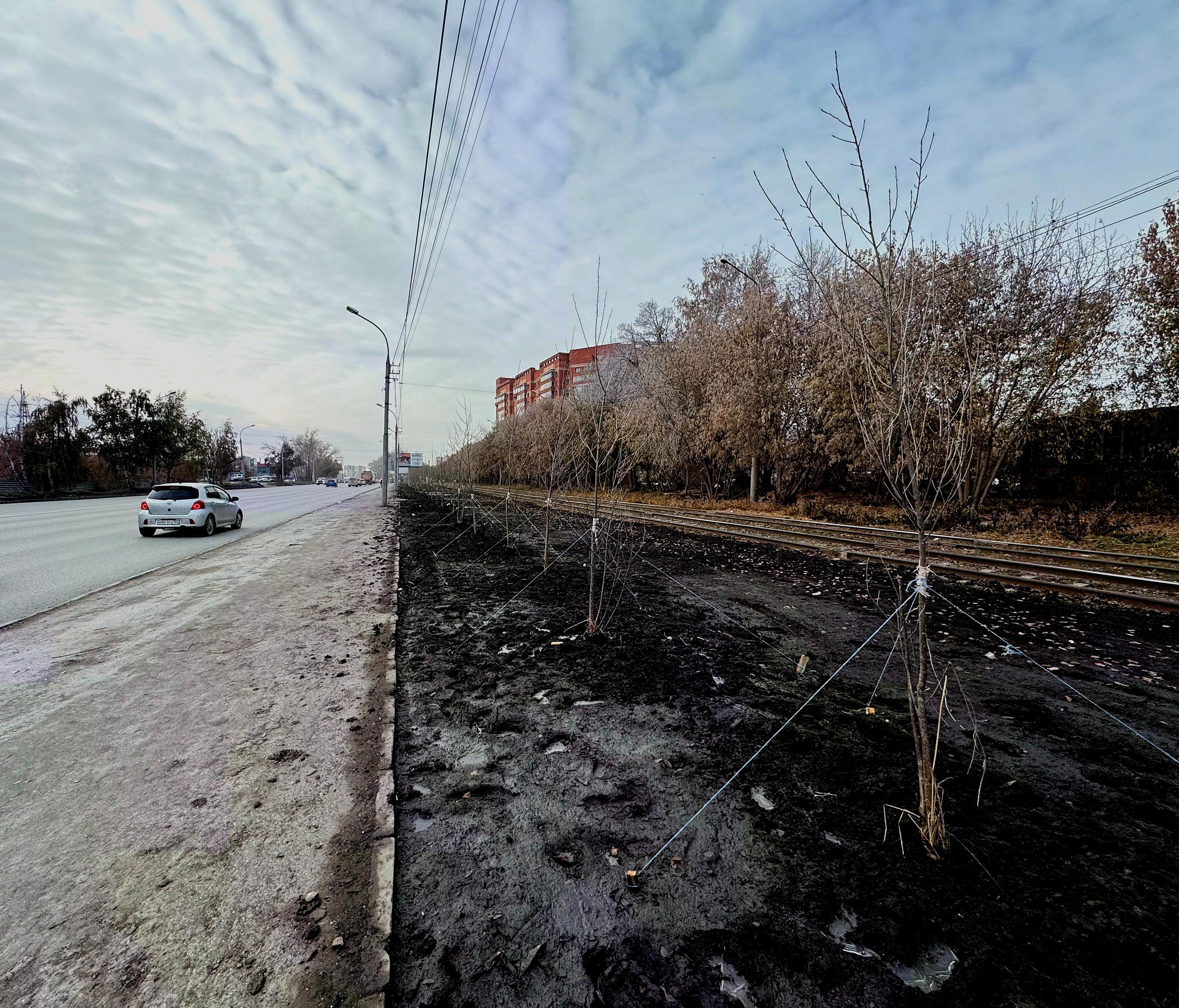 95 «мужских» клонов тополей высадили вдоль ГБШ в Новосибирске