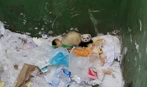 Хищного зверя спасли из мусорного бака новосибирцы