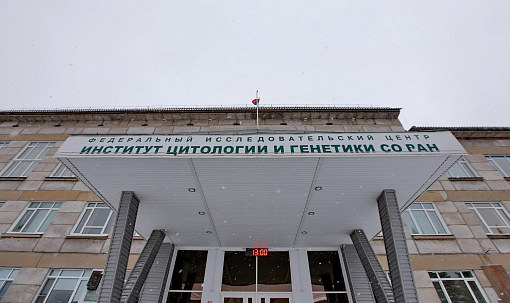Средство для борьбы с раком мозга разработали в Новосибирске