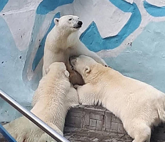 Белая медведица кормит грудью взрослых медвежат в Новосибирском зоопарке