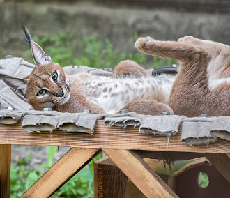 Новые гамаки для животных появились в Новосибирском зоопарке