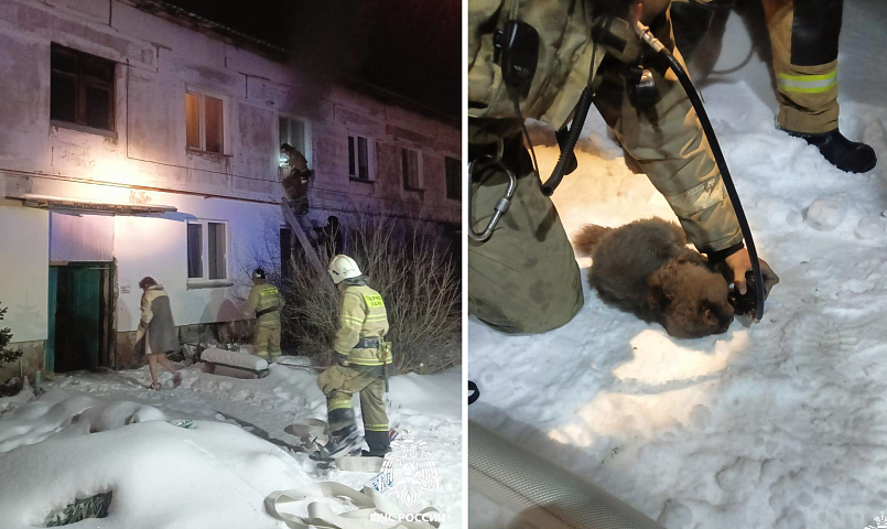 Шесть кошек спасли из ночного пожара под Новосибирском