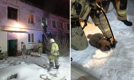 Шесть кошек спасли из ночного пожара под Новосибирском