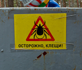 Клещи за неделю укусили 210 жителей Новосибирской области