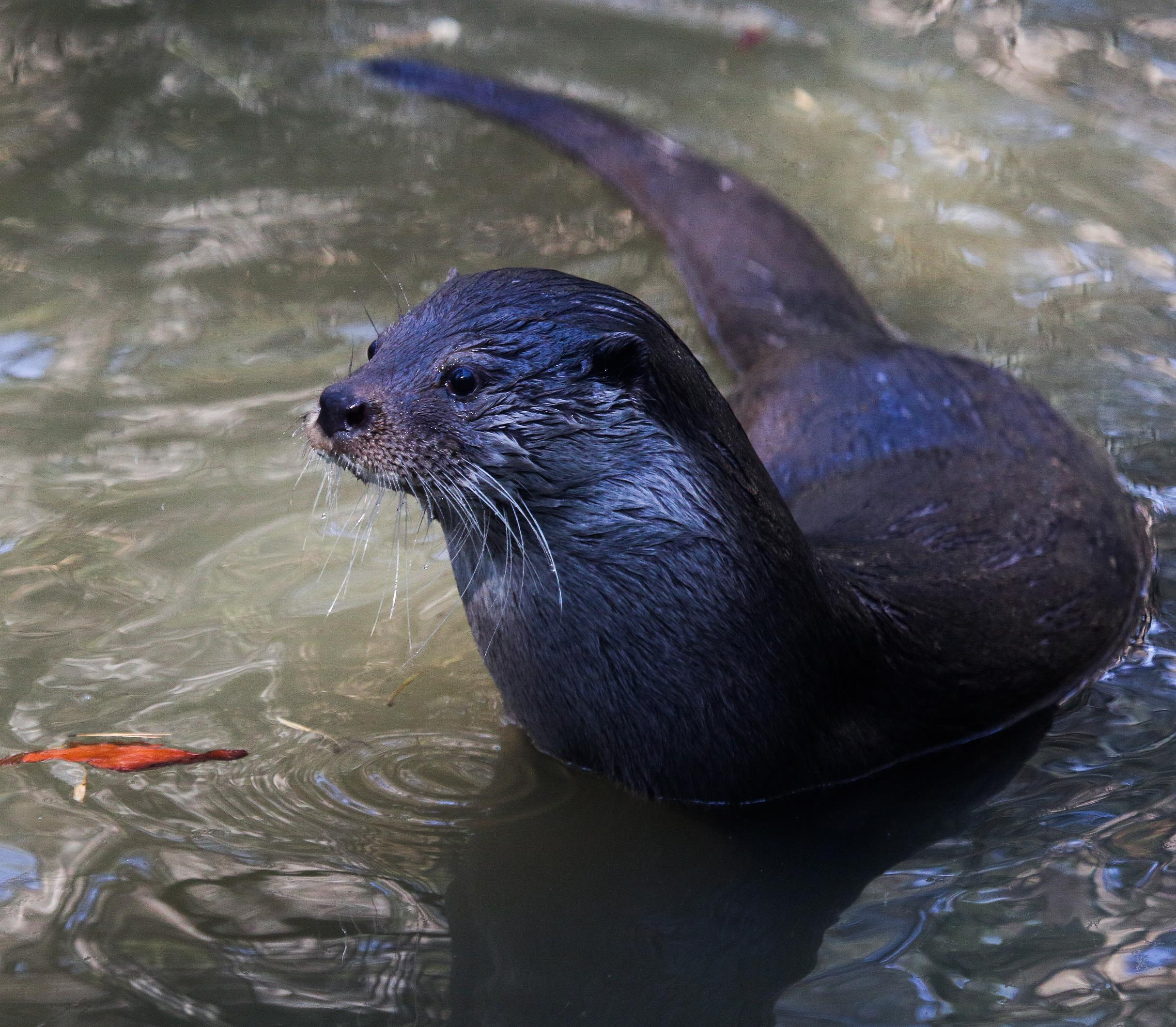 Речным выдрам в зоопарке наполнили бассейн — они счастливы