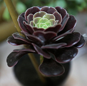 Папоротники и хойи: редкие комнатные растения покажут в «Дачной академии»