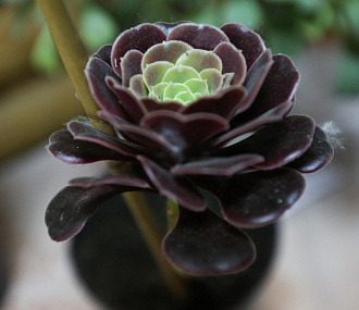 Папоротники и хойи: редкие комнатные растения покажут в «Дачной академии»