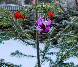 Щепа от 400 новогодних ёлок согреет зверей Новосибирского зоопарка