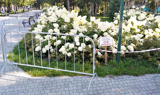 Гортензии в Центральном парке Новосибирска защитили патрулём