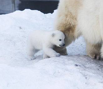 Белая медведица Герда в новосибирском зоопарке родила двойню