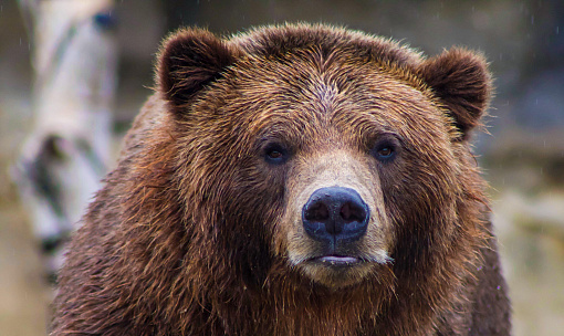 Огромный медведь зашёл на лодочную базу под Новосибирском