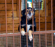 Зоозащитники смогут контролировать исполнение закона о бродячих собаках