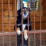 Зоозащитники смогут контролировать исполнение закона о бродячих собаках
