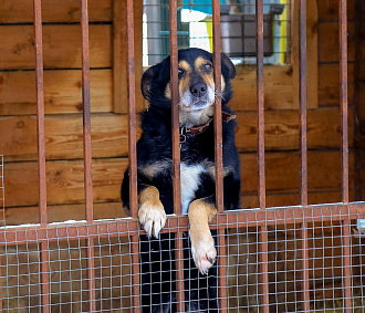 Зоозащитники смогут контролировать исполнение закона о бродячих собаках