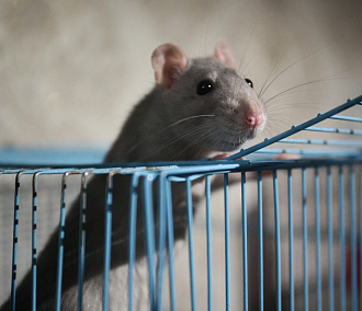 Агрессию у крыс разглядели на слёте юннатов Сибири